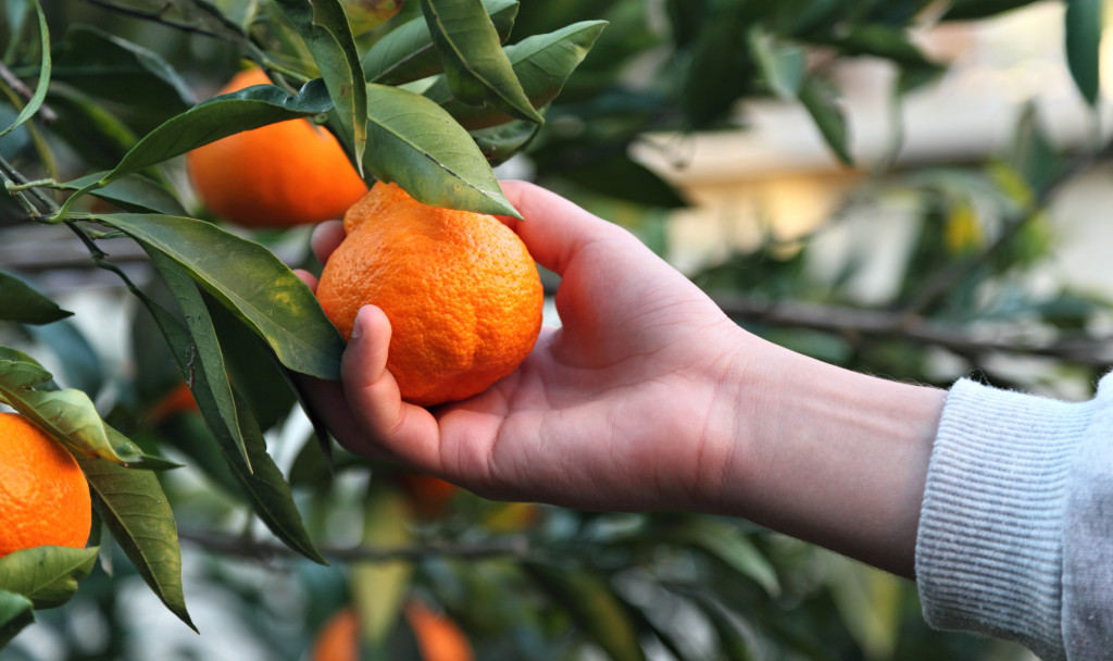 woman picking an orange