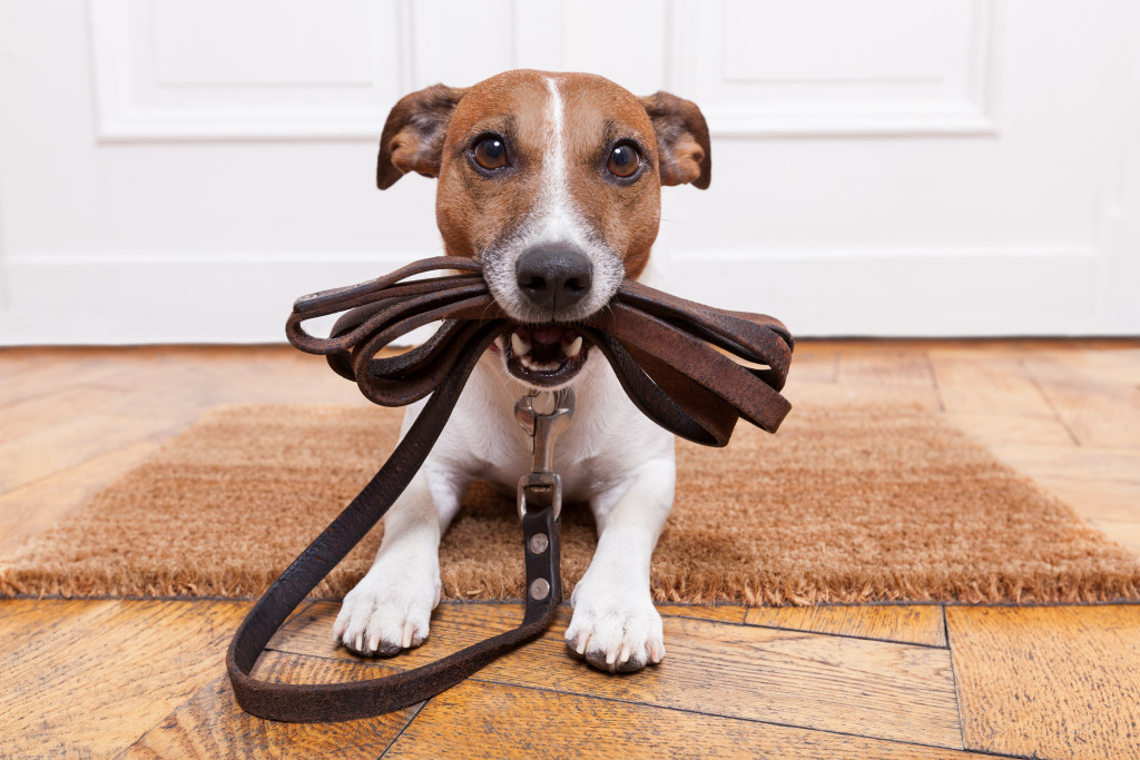adorable dog with leather leash in its mouth
